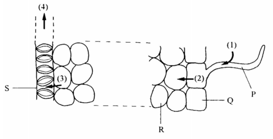 Pathway of water from the soil into the root, with steps (1) to (4) and cell types P, Q, R and S