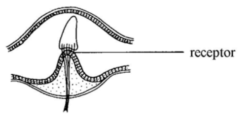 Question figure