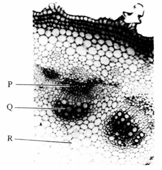 Question figure
