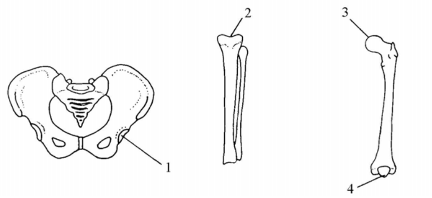 Question figure