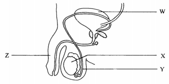 Part of the male urinogenital system with structures W, X, Y and Z labelled