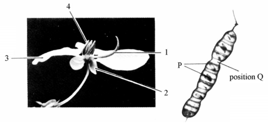 Photographs of a flower with parts 1 to 4 labelled and a fruit with structure P and position Q