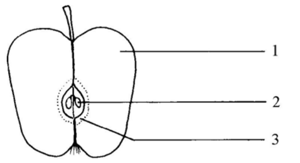 Question figure