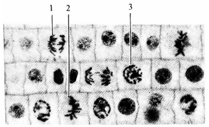 Question figure