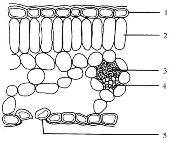Question figure