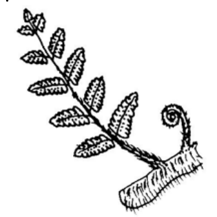 Question figure
