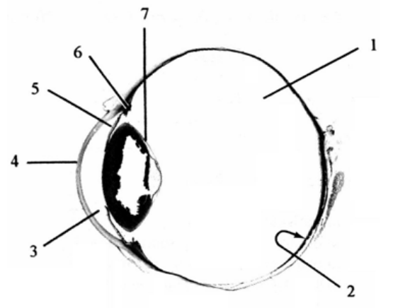 Question figure