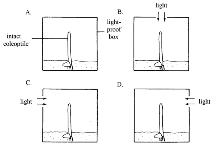 Question figure