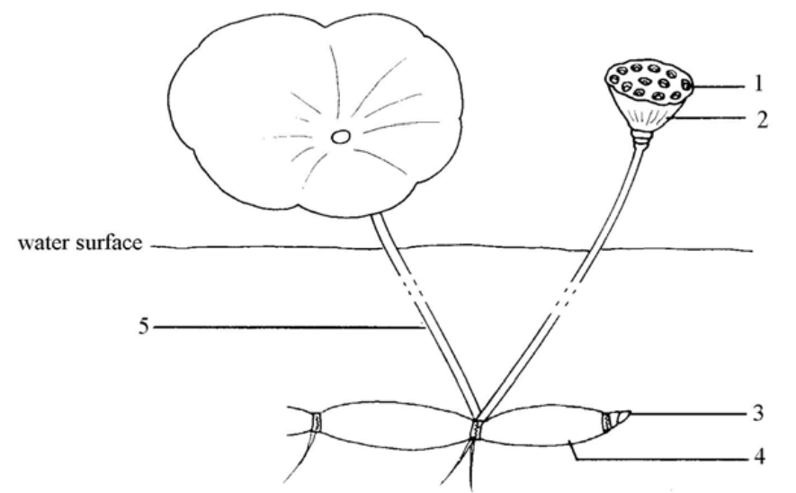 Question figure