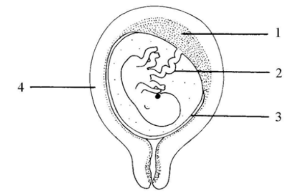 Question figure