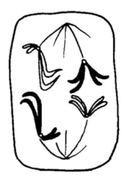 Question figure
