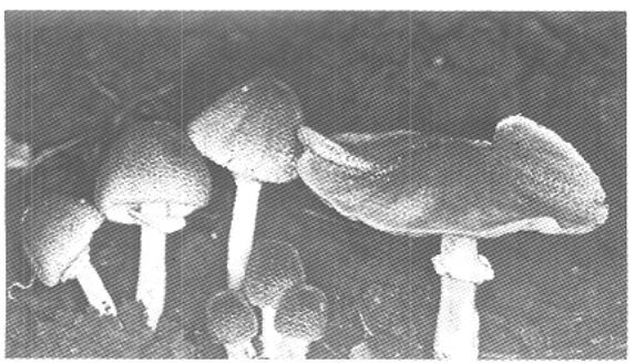 Question figure