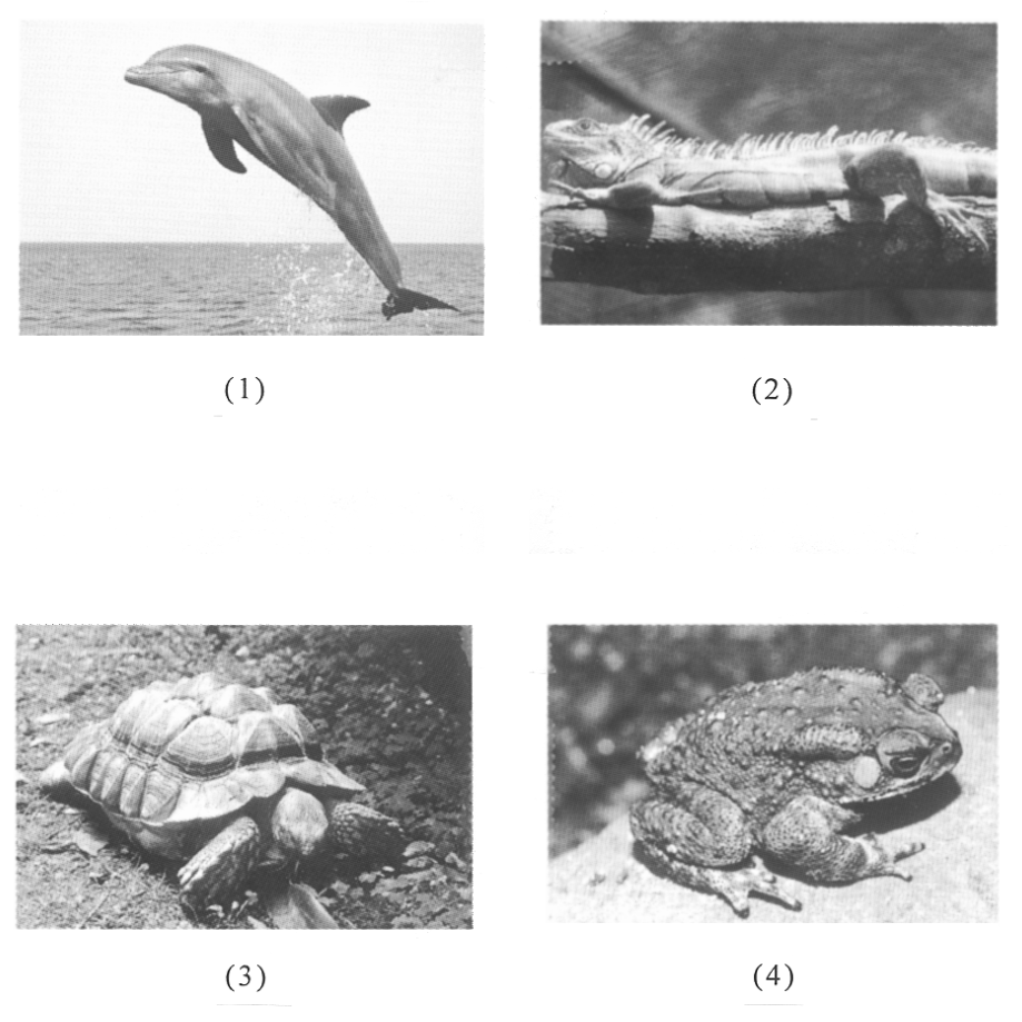 Question figure