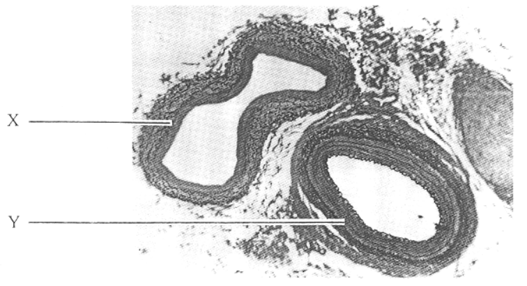 Question figure