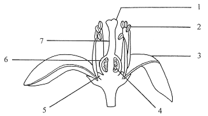 Question figure