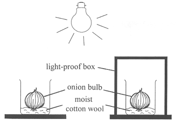 Question figure