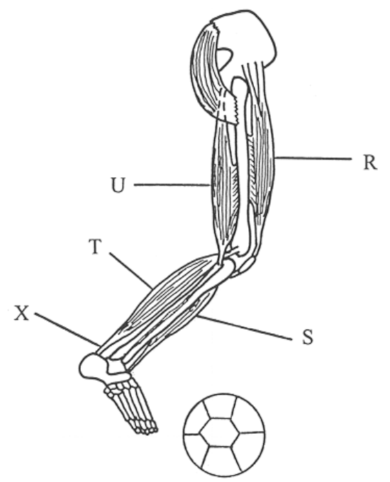 Question figure