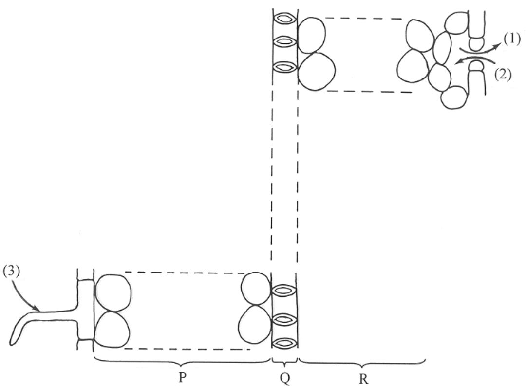 Question figure