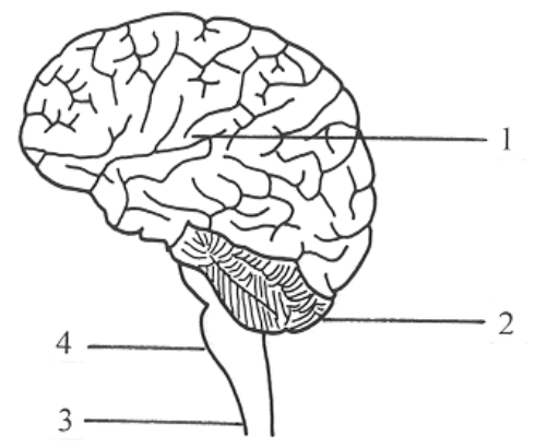 Question figure