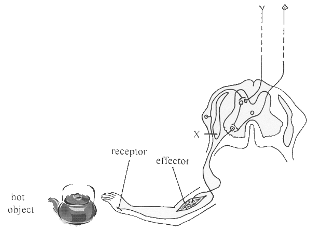 Question figure