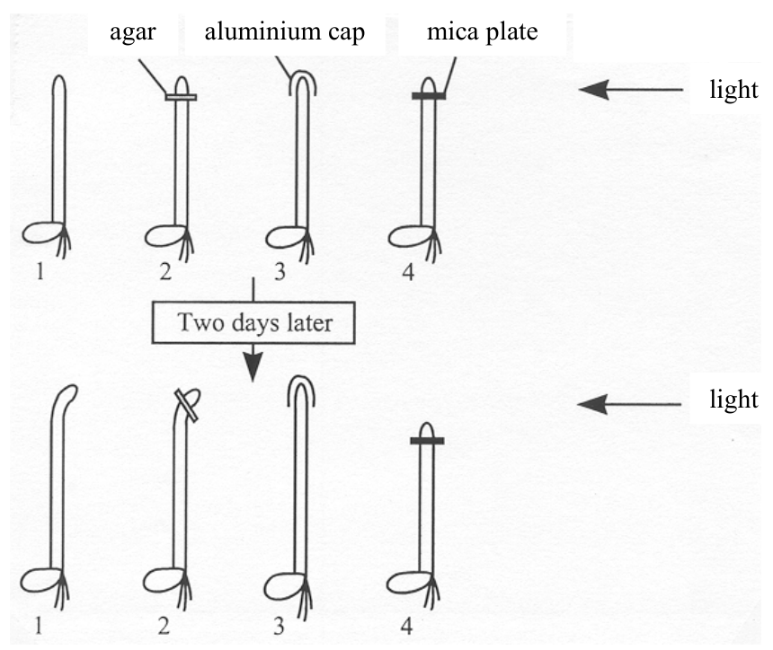 Question figure