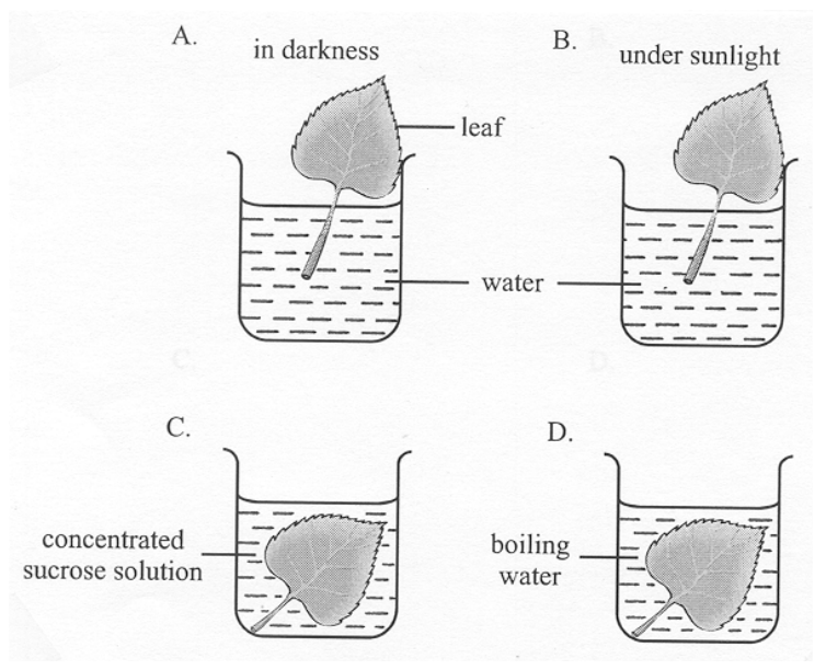 Question figure