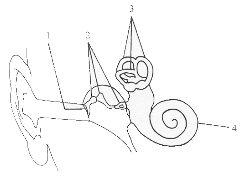 Question figure