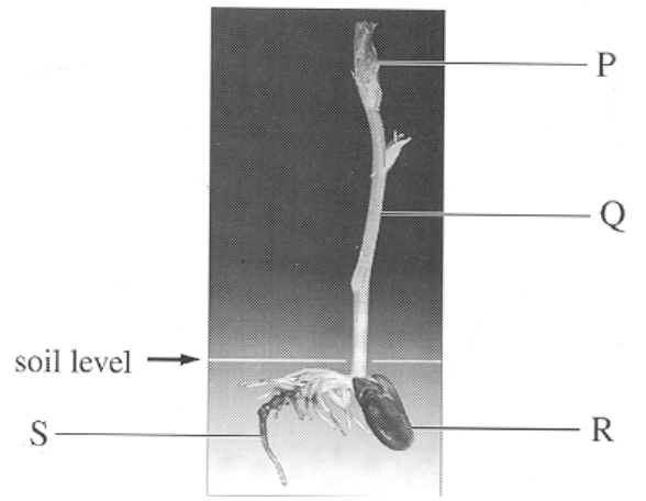 Question figure