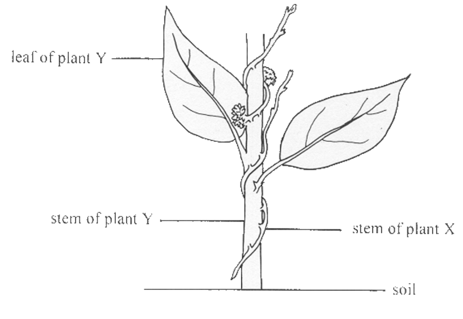 Question figure