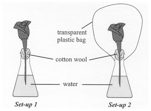 Question figure