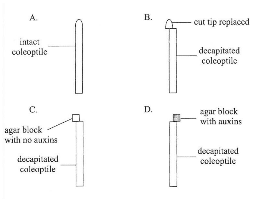 Question figure