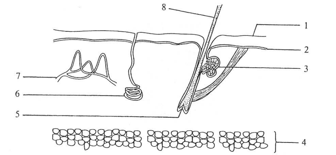 Question figure