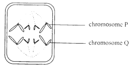 Question figure