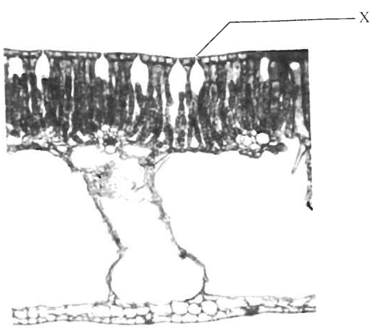 Question figure