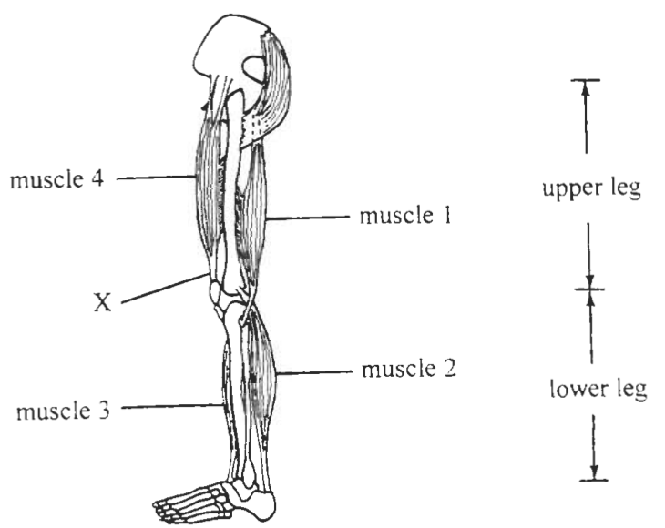 Question figure
