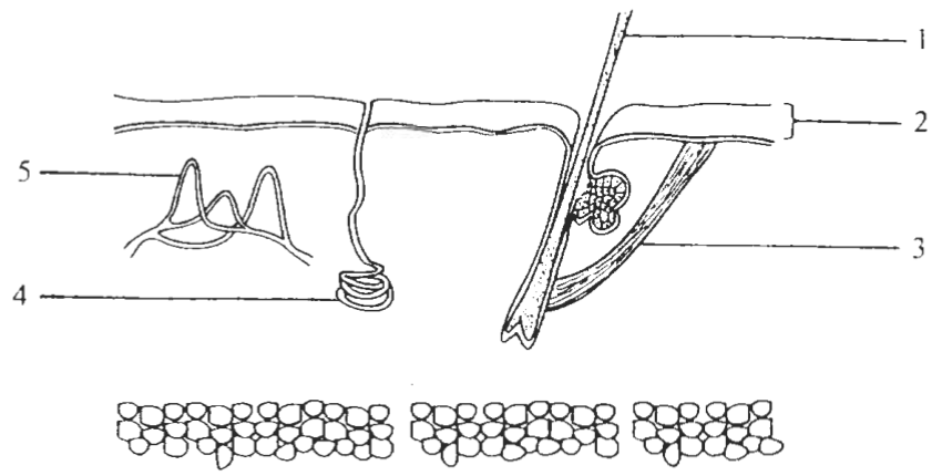Question figure