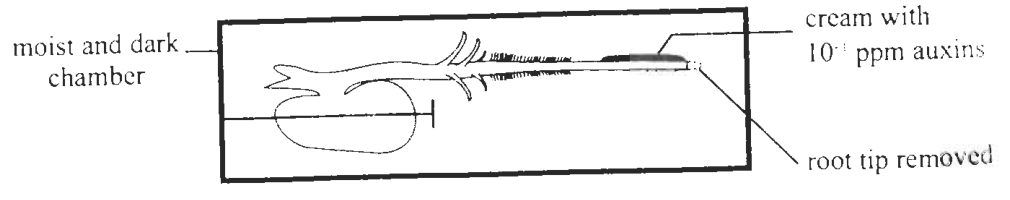 Question figure
