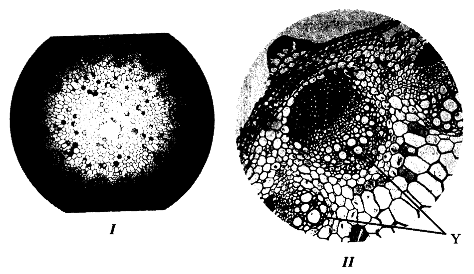 Question figure