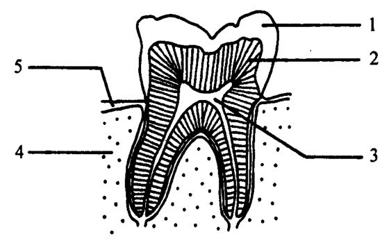 Question figure