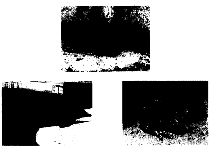 Photographs of three animals