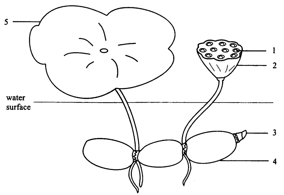 Question figure
