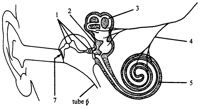 Question figure