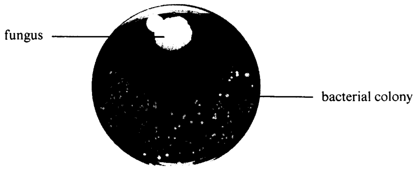 Bacterial culture contaminated by a fungus