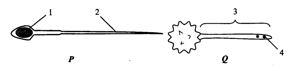Structures P and Q