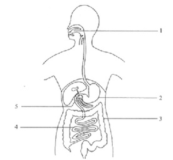 Question figure