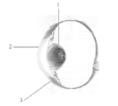 Question figure