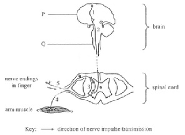 Question figure