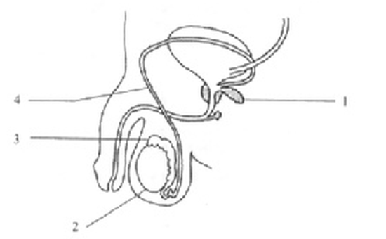 Question figure