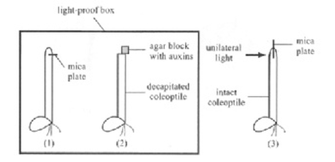 Question figure