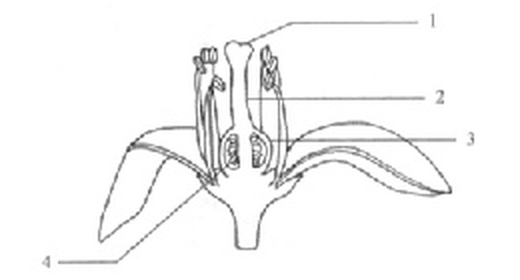 Question figure
